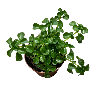 2" Pilea Baby Tears